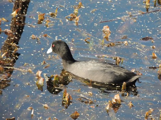 Tufed Duck near Bird hide